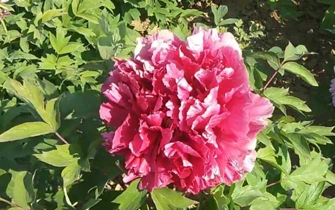 牡丹花是什么植物？