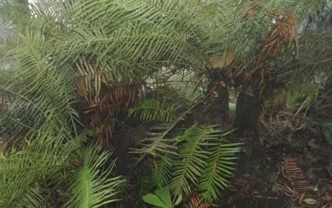 苏铁蕨是什么植物？