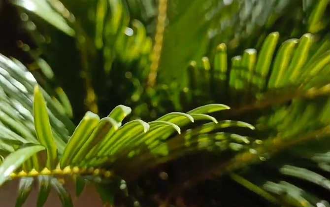 铁树