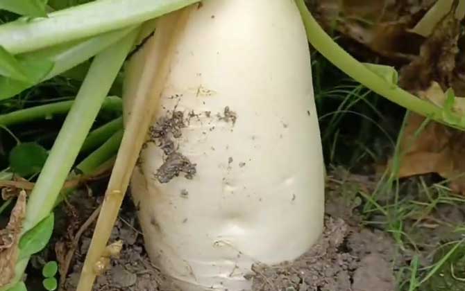 萝卜的拼音怎么读？
