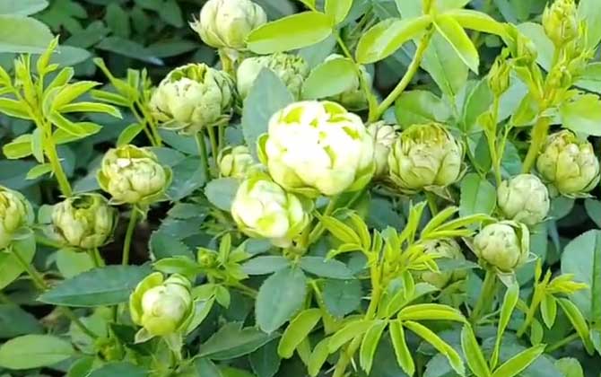 绿玫瑰是什么植物？