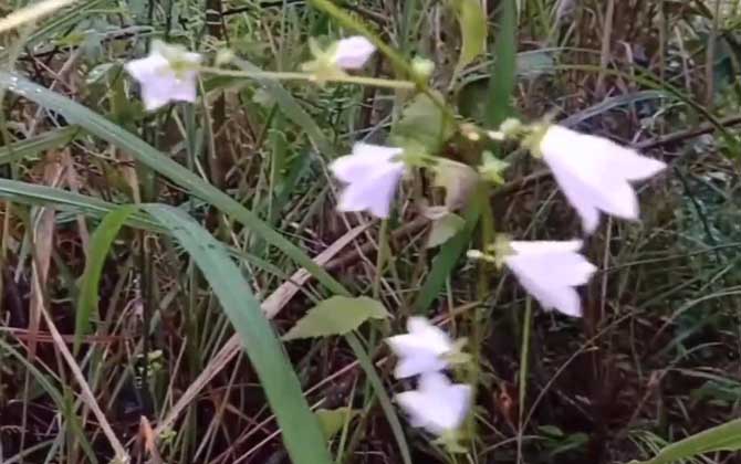 南沙参是什么植物？