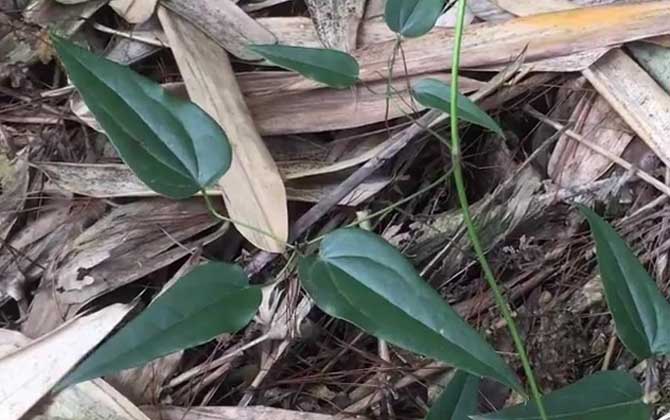 川木通是什么植物？