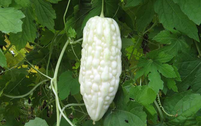 白玉苦瓜是什么植物？