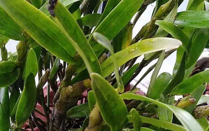 金钗石斛是什么植物？