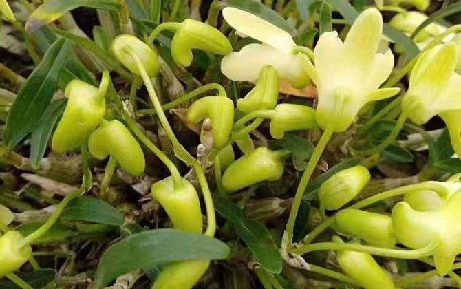 耳环石斛是什么植物？