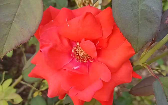 月季花