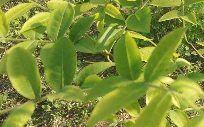 青钱柳是什么植物？
