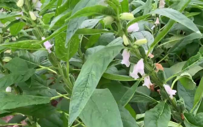 芝麻是什么植物？