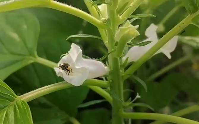 芝麻开花
