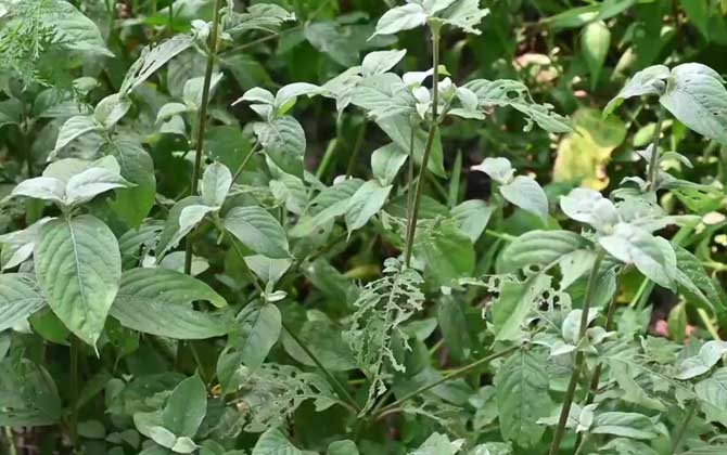 牛膝是什么植物？