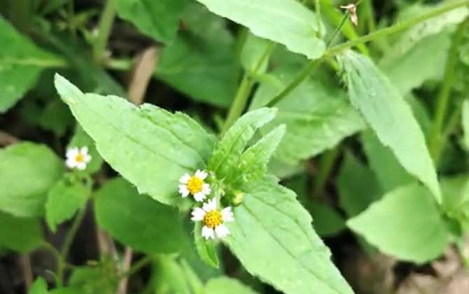 牛膝菊是什么植物？