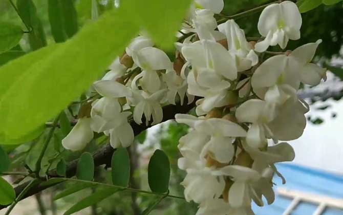 槐树花