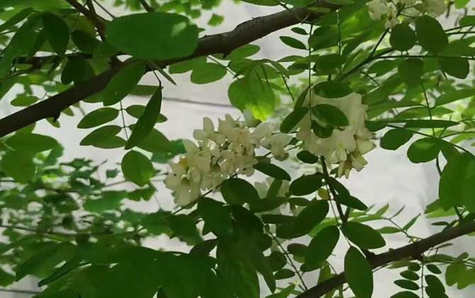 槐树花