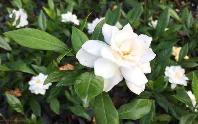 栀子花怎么养才能更旺盛？
