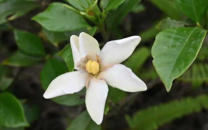 栀子花叶子发黄干枯掉叶子怎么办？