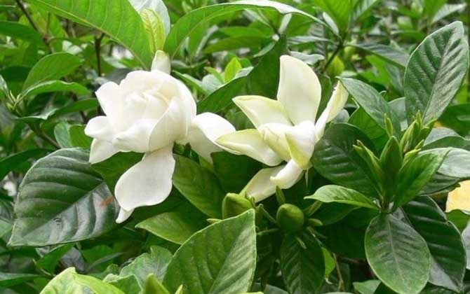 栀子花花期是什么时候？