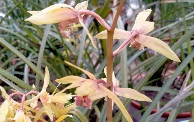 大花蕙兰是什么植物？