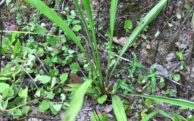 独脚仙茅是什么植物？
