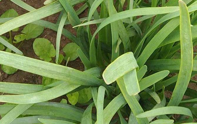 韭菜是什么植物？