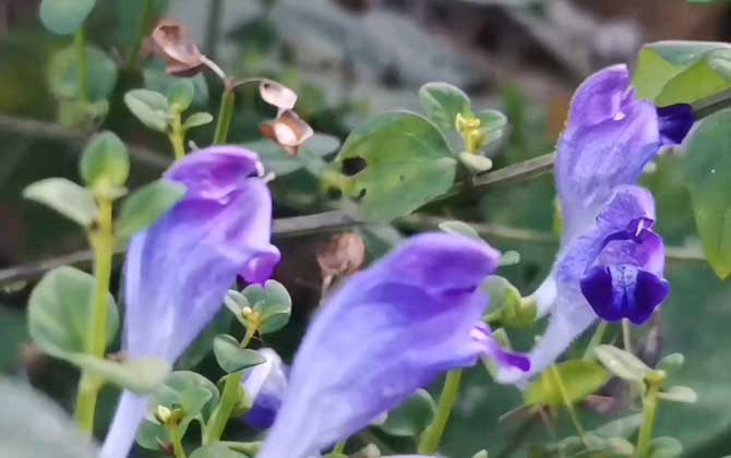 黄芩