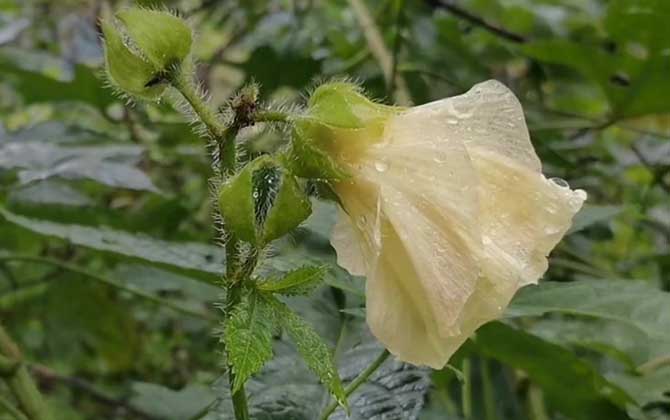 黄蜀葵是什么植物？