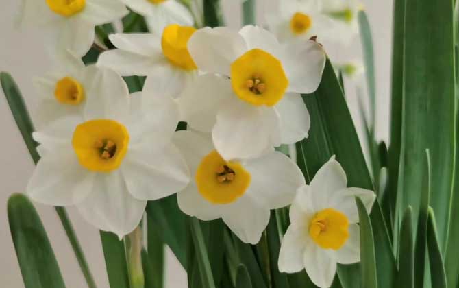 水仙花