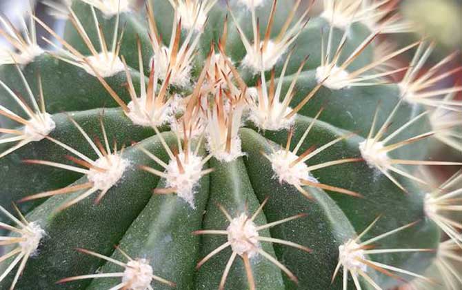 金虎仙人球是什么植物？