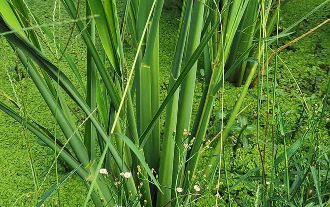 茭白是什么植物？