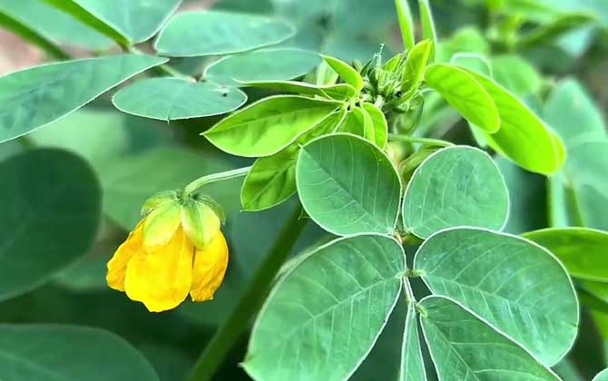 决明是什么植物？