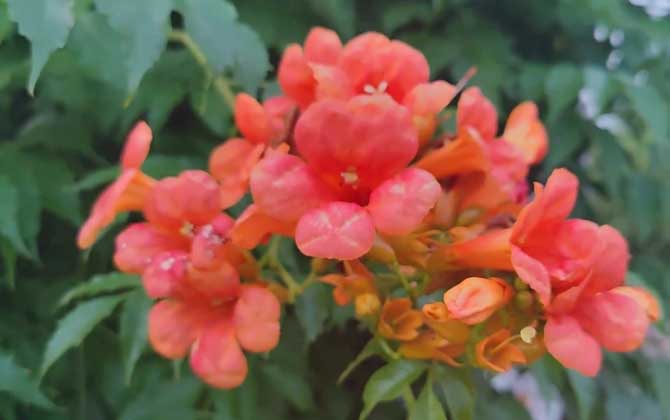 凌霄花