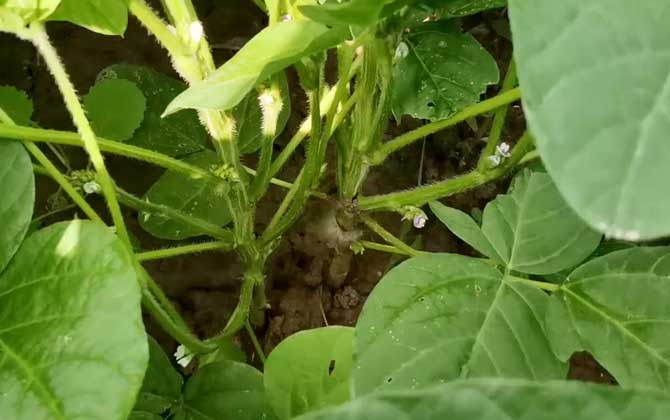 毛豆是什么植物？