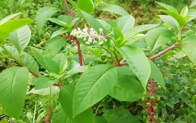 美洲商陆是什么植物？