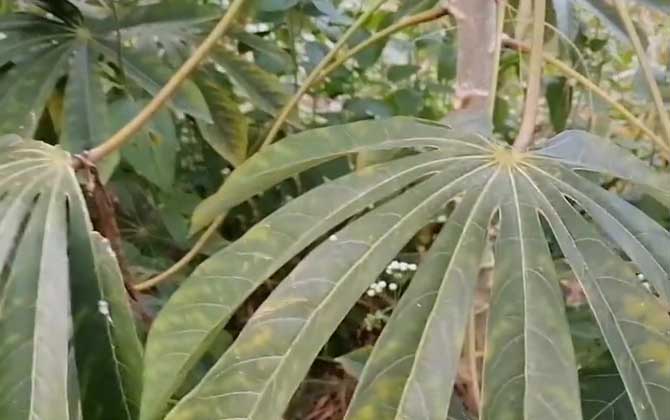 木薯有毒吗？