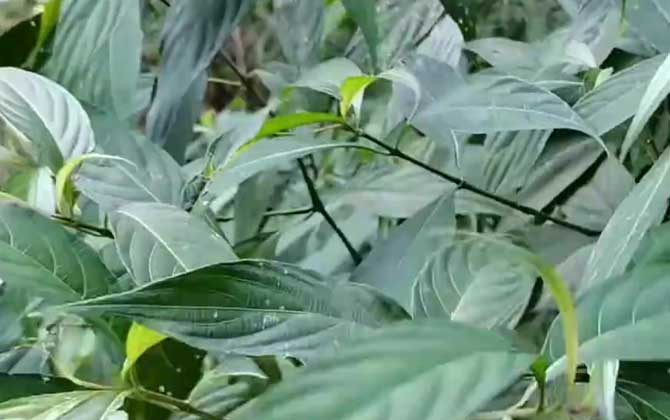 南板蓝根