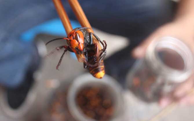 大土蜂泡酒泡多久能喝？