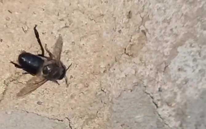 雄蜂