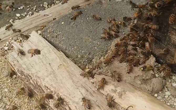 意蜂脾可以让中蜂用吗？