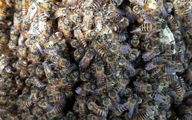 中华蜜蜂是国家几级保护动物？